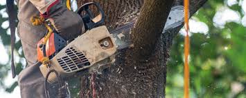 Best Grass Overseeding  in Yonkers, NY