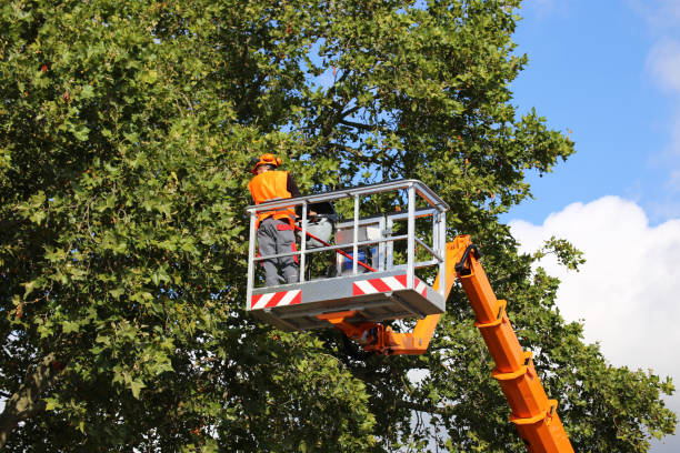 Best Firewood Processing and Delivery  in Yonkers, NY