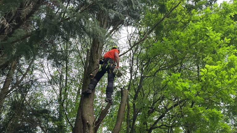 How Our Tree Care Process Works  in  Yonkers, NY